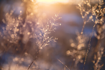 Python编程，解锁网页版开发的无限可能