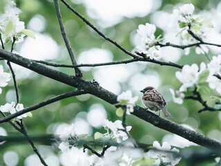 探索HTML中的下一页功能，实现与优化策略